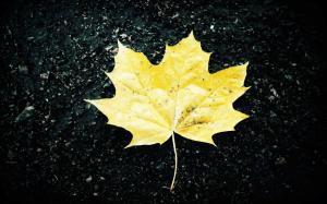 One yellow maple leaf, ground, autumn wallpaper thumb