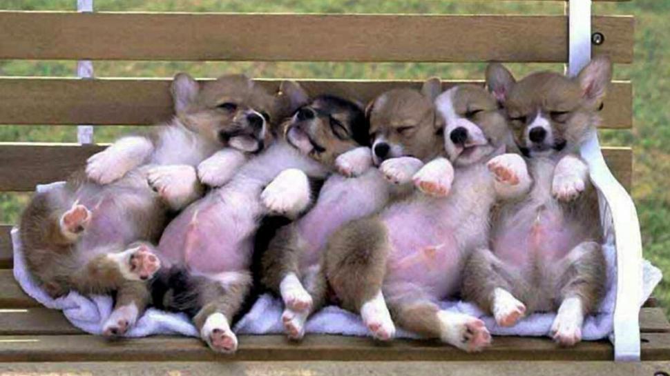 Cute Funny Puppies wallpaper,funny HD wallpaper,wallpaper HD wallpaper,cute HD wallpaper,puppies HD wallpaper,animals HD wallpaper,1920x1080 wallpaper