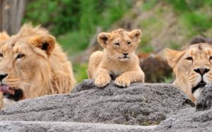 Lions family, lioness, stone wallpaper thumb