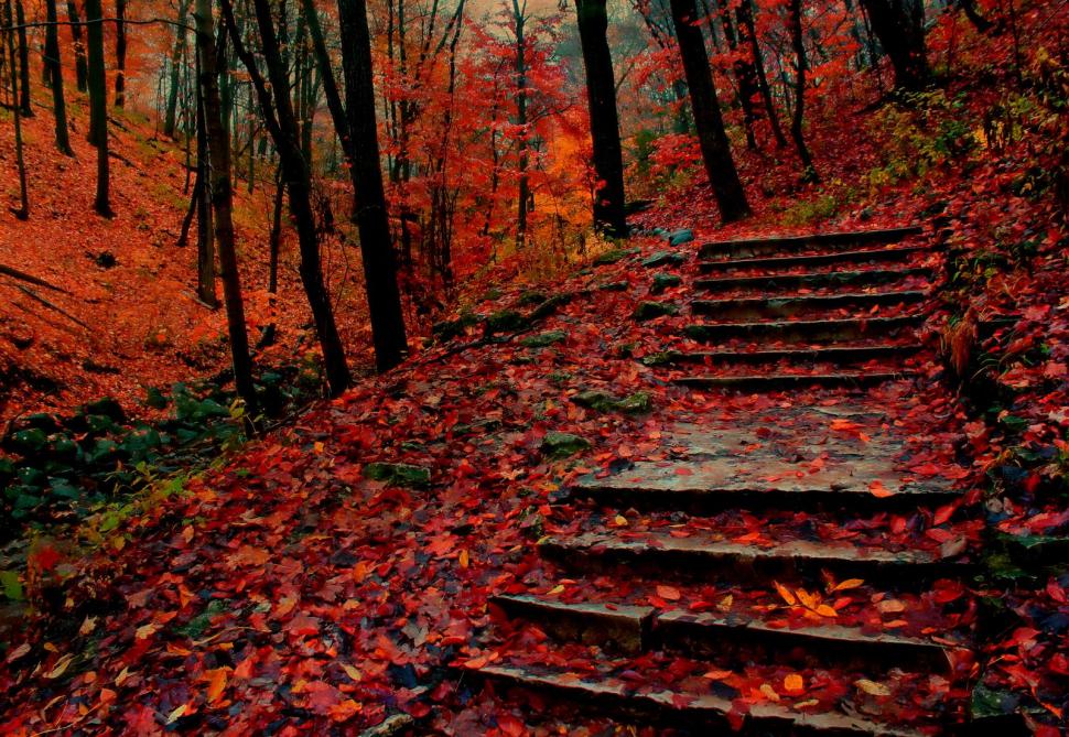 Autumn Steps wallpaper,nature wallpaper,colourful wallpaper,forest wallpaper,steps wallpaper,autumn wallpaper,1600x1104 wallpaper