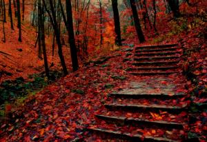 Autumn Steps wallpaper thumb