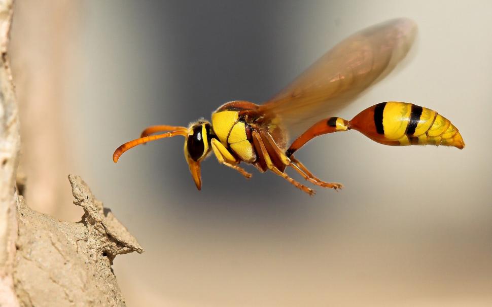 Insect wasp close-up wallpaper,Insect HD wallpaper,Wasp HD wallpaper,1920x1200 wallpaper