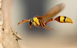 Insect wasp close-up wallpaper thumb
