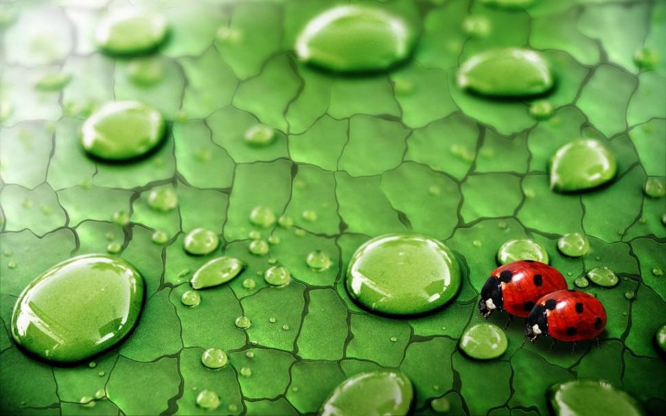 Raindrops on green leaf and ladybug wallpaper,Raindrops HD wallpaper,Green HD wallpaper,Leaf HD wallpaper,Ladybug HD wallpaper,1920x1200 wallpaper