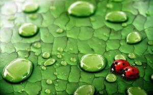 Raindrops on green leaf and ladybug wallpaper thumb