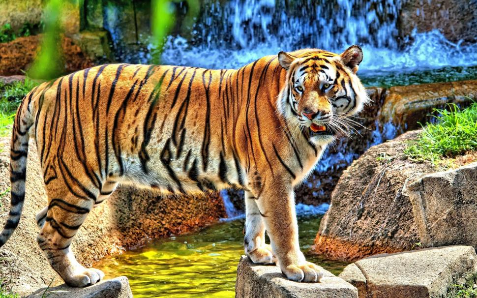 HDR Young Tiger wallpaper,jungle HD wallpaper,tiger HD wallpaper,2880x1800 wallpaper