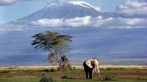 At The Foot Of Mount Kilimanjaro wallpaper thumb
