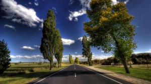 Trees Along with Empty Road HD wallpaper thumb