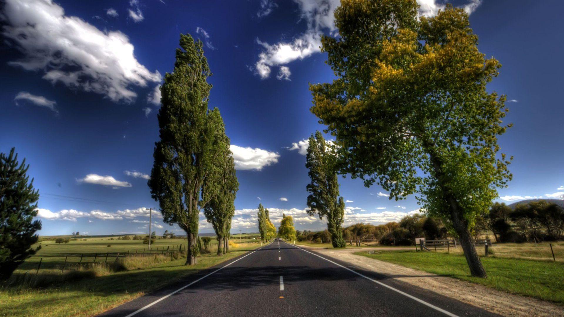 Trees Along with Empty Road HD wallpaper | nature and landscape | Wallpaper  Better