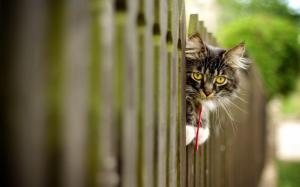 Cat peeking through the fence wallpaper thumb