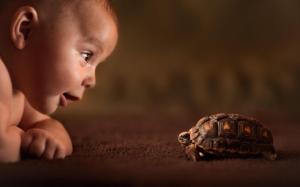 Baby Turtle Curiosity wallpaper thumb