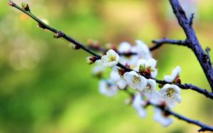 White flowers, plum blossoms, spring wallpaper thumb