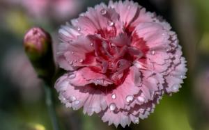 Pink carnation, petals, dew wallpaper thumb