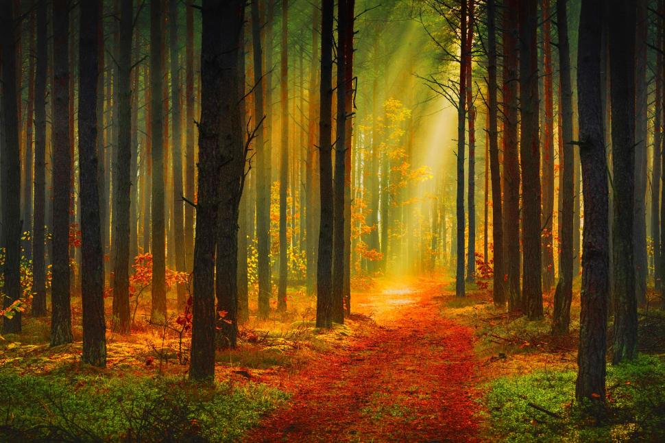 The sun rays in forest wallpaper,Autumn HD wallpaper,forest HD wallpaper,trees HD wallpaper,footpath HD wallpaper,the suns rays HD wallpaper,2716x1810 wallpaper