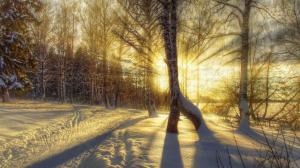 Winter, snow, trees, sunset, sun rays wallpaper thumb