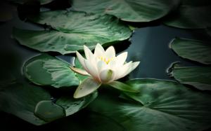 Nature flower water lily wallpaper thumb
