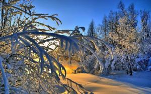 Thick snow, trees, winter, sunlight wallpaper thumb
