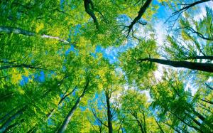 Forest trees green paradise wallpaper thumb