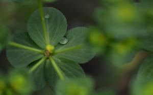 Green Leaves Plant Water Drops Macro HD wallpaper thumb