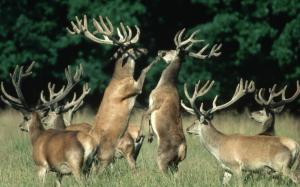 Deer Mating Season wallpaper thumb