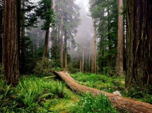 deep in the forest Trees path jungle Fog fresh nature HD wallpaper thumb