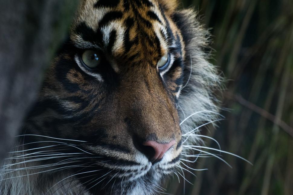 Sumatran tiger, face wallpaper,eyes HD wallpaper,predator HD wallpaper,face HD wallpaper,look HD wallpaper,Sumatran tiger HD wallpaper,2048x1365 wallpaper