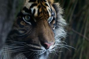 Sumatran tiger, face wallpaper thumb