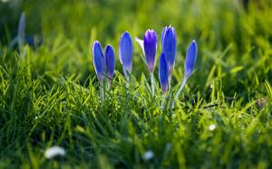 Crocuses, blue petals, buds, grass, spring wallpaper thumb