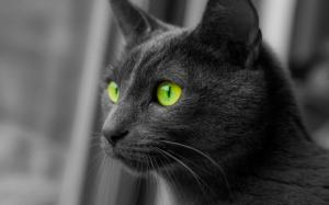 Cat, Animals, Monochrome, Selective Coloring, Green Eyes wallpaper thumb