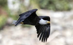 Eagle flying, black wings wallpaper thumb