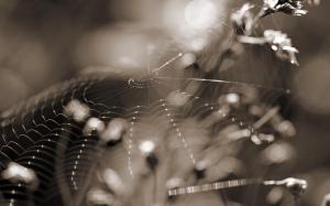 Web Spider Web Macro BW HD wallpaper thumb