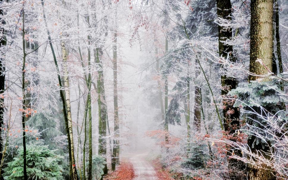 Forest trail, trees, white frost, fog, autumn wallpaper,Forest HD wallpaper,Trail HD wallpaper,Trees HD wallpaper,White HD wallpaper,Frost HD wallpaper,Fog HD wallpaper,Autumn HD wallpaper,1920x1200 wallpaper