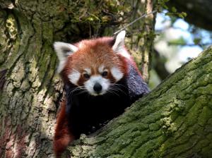 Red panda in the tree wallpaper thumb