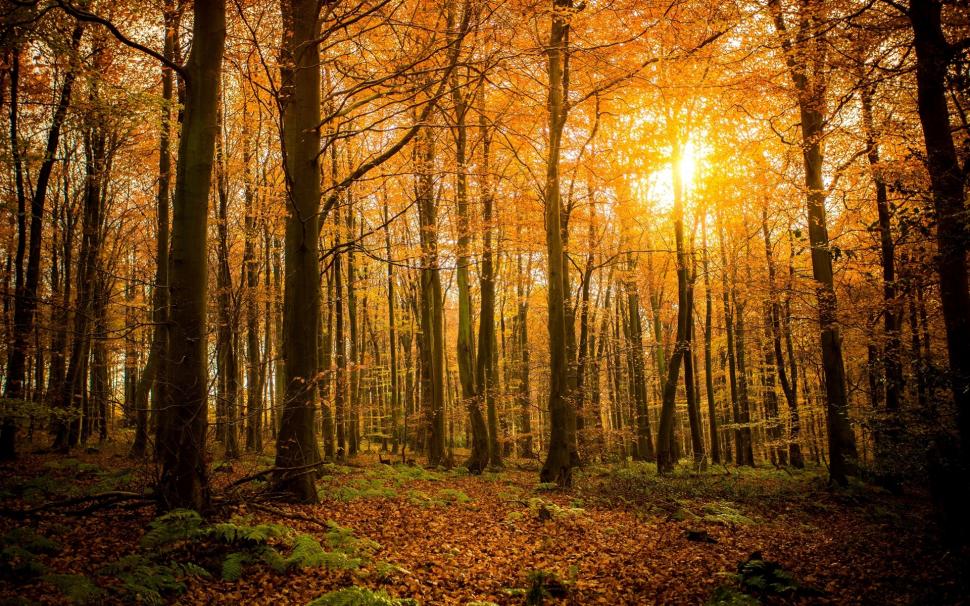 Autumn, forest, nature, trees, branches, sunlight wallpaper,Autumn HD wallpaper,Forest HD wallpaper,Nature HD wallpaper,Trees HD wallpaper,Branches HD wallpaper,Sunlight HD wallpaper,1920x1200 wallpaper
