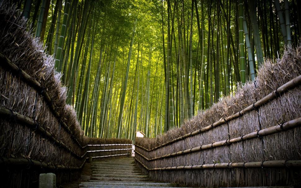 Bamboo Fence wallpaper,forest HD wallpaper,green HD wallpaper,landscape HD wallpaper,background HD wallpaper,2560x1600 wallpaper