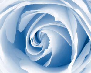 Blue Blossom HD wallpaper thumb
