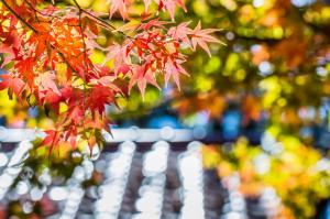 Maple Red Leaf Tree Autumn Macro Glare Focus Blur Download wallpaper thumb