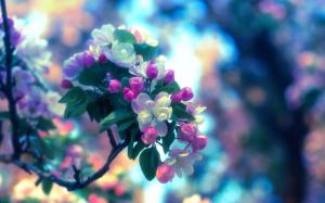 Spring, apple tree, flowers wallpaper thumb