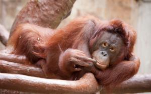 Cute Orangutan wallpaper thumb