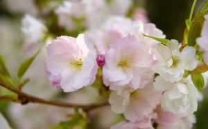 Sakura bloom, flower petals, spring, macro photography wallpaper thumb
