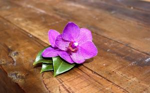 Purple Orchid wallpaper thumb