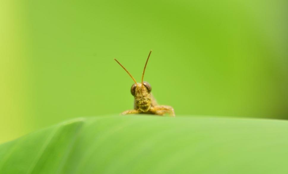 Insect, Green, Nature wallpaper,insect wallpaper,green wallpaper,nature wallpaper,1280x774 wallpaper