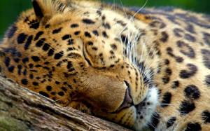 Sleeping Leopard wallpaper thumb