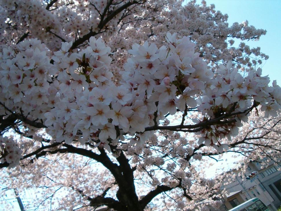 Cherry Blossom Close-up wallpaper,sakura HD wallpaper,nature HD wallpaper,pretty HD wallpaper,japan HD wallpaper,3d & abstract HD wallpaper,2048x1536 wallpaper