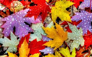 Leaves, autumn, water drops, yellow red purple wallpaper thumb