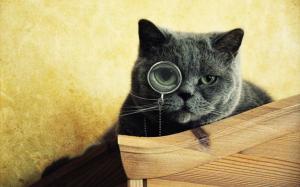 Cat wear glasses to looking for something wallpaper thumb