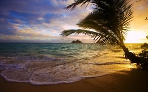 Tropical, sea, coast, palm tree, sunset wallpaper thumb