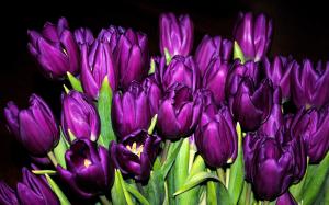 Many purple tulips, flowers close-up, black background wallpaper thumb