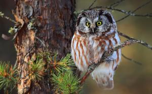 Little owl, tree, branches wallpaper thumb