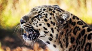 Leopard, Animals, Blue Eyes, Yellow Fur, Sharp Teeth, Photography, Depth Of Field wallpaper thumb